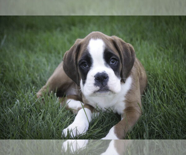 Medium Photo #1 Boxer Puppy For Sale in SHIPSHEWANA, IN, USA