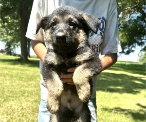 German Shepherd Dog Puppy for sale in WILMINGTON, IL, USA