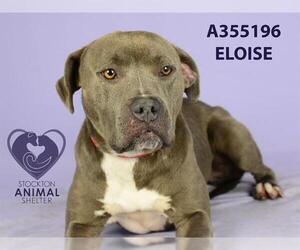 Mutt Dogs for adoption in Stockton, CA, USA