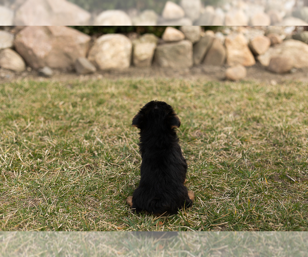 Medium Photo #5 Yorkshire Terrier Puppy For Sale in MILLERSBURG, IN, USA