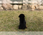 Small Photo #5 Yorkshire Terrier Puppy For Sale in MILLERSBURG, IN, USA