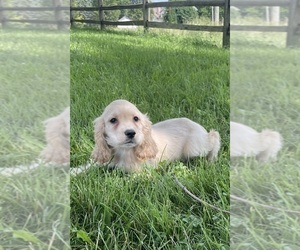 Cocker Spaniel Puppy for sale in CANOGA, NY, USA