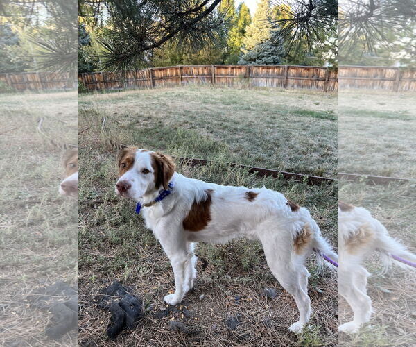Medium Photo #6 Brittany Puppy For Sale in Curwensville, PA, USA
