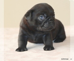 Small #4 Pug