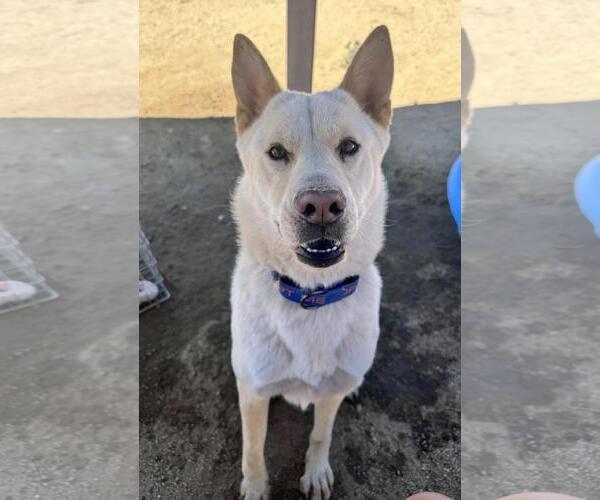 Medium Photo #4 Akita-Huskies  Mix Puppy For Sale in Incline Village, NV, USA