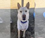 Small #3 Akita-Huskies  Mix