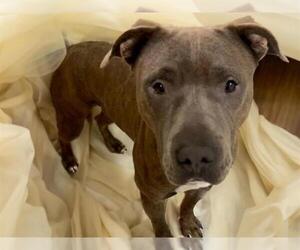 American Pit Bull Terrier Dogs for adoption in Tulsa, OK, USA