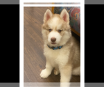 Small Photo #2 Siberian Husky Puppy For Sale in LYNNWOOD, WA, USA