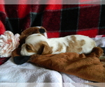 Small #2 Cavalier King Charles Spaniel