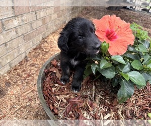 Gollie Puppy for sale in SANTA ROSA BEACH, FL, USA