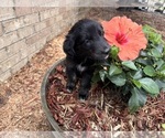 Image preview for Ad Listing. Nickname: Blue