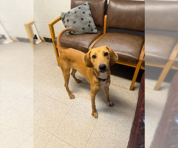 Medium Photo #2 Mutt Puppy For Sale in North Myrtle Beach, SC, USA