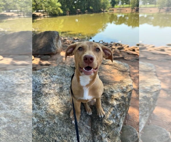 Medium Photo #1 Mutt Puppy For Sale in Greenville, SC, USA
