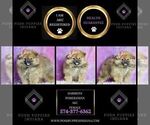Small Photo #65 Pomeranian Puppy For Sale in WARSAW, IN, USA