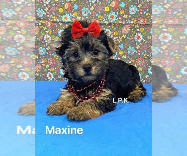Medium Photo #1 Yorkshire Terrier Puppy For Sale in WINNSBORO, LA, USA