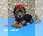 Image preview for Ad Listing. Nickname: Tiny Maxine