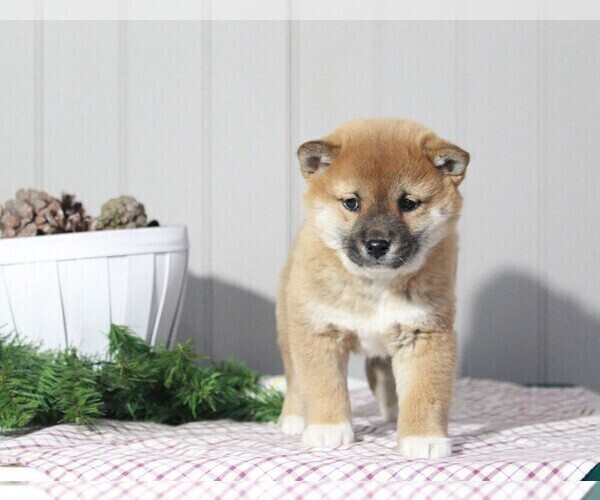 Full screen Photo #1 Shiba Inu Puppy For Sale in APPLE CREEK, OH, USA