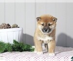 Small Photo #1 Shiba Inu Puppy For Sale in APPLE CREEK, OH, USA