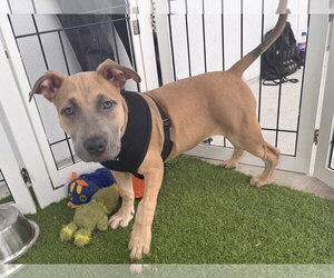 Labrador Retriever-Unknown Mix Dogs for adoption in Sanford, FL, USA