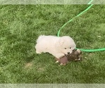 Small Photo #4 Samoyed Puppy For Sale in WASILLA, AK, USA