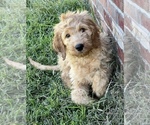 Small Photo #4 Goldendoodle Puppy For Sale in BEECH GROVE, IN, USA