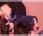 Small #4 Boston Terrier-Collie Mix