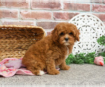 Small #14 Cavapoo (Miniature)