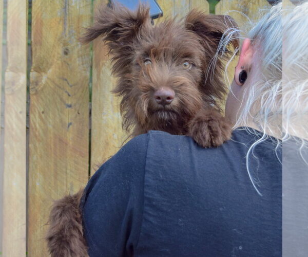 Medium Photo #4 Mutt Puppy For Sale in Huntley, IL, USA