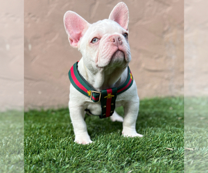 French Bulldog Puppy for sale in SOUTH GATE, CA, USA