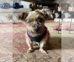 Small #2 Mutt