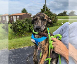 Unknown-Whippet Mix Dogs for adoption in Aurora, IN, USA