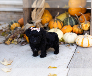 YorkiePoo Puppy for sale in MILLERSBURG, IN, USA