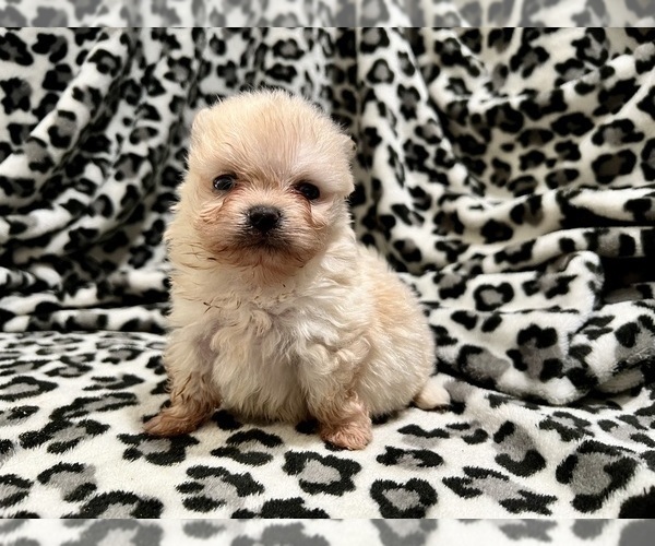 Medium Photo #17 Pomeranian Puppy For Sale in HAYWARD, CA, USA
