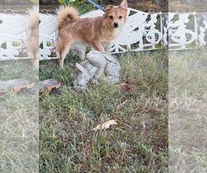 Mutt Dogs for adoption in HOPKINSVILLE/PRINCETON, KY, NH, USA