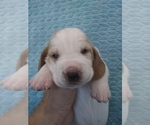 Small Photo #5 Basset Hound Puppy For Sale in PETERSBURG, IN, USA