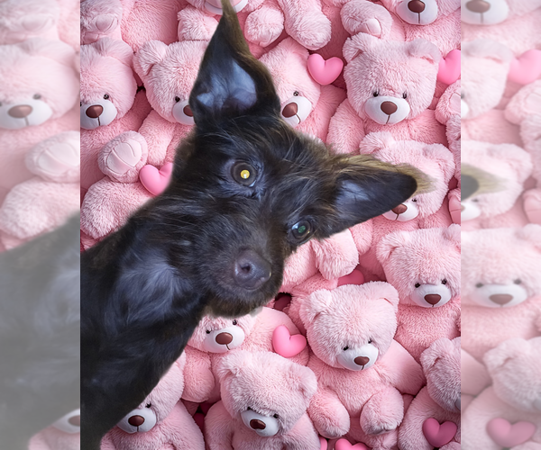 Medium Photo #6 Poodle (Toy)-YorkiePoo Mix Puppy For Sale in DYERSBURG, TN, USA