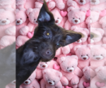 Small #5 Poodle (Toy)-YorkiePoo Mix