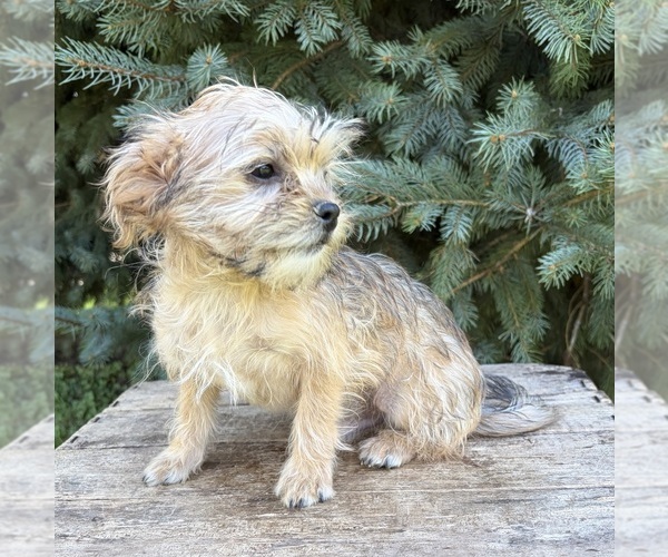 Medium Photo #4 Shorkie Tzu Puppy For Sale in MIDDLEBURY, IN, USA