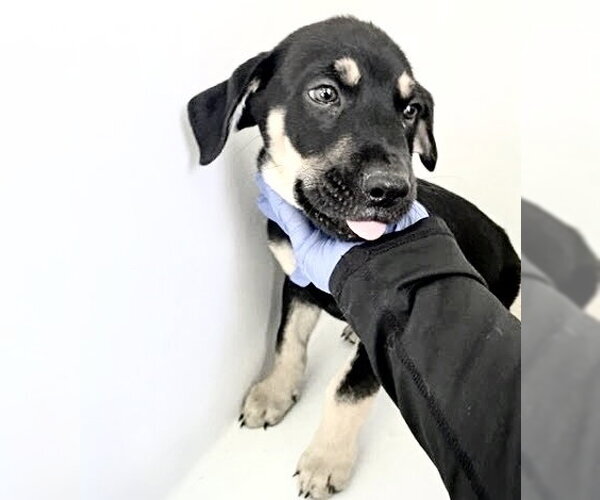 Medium Photo #1 Labrottie Puppy For Sale in Houston, TX, USA