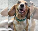 Small #1 Beagle