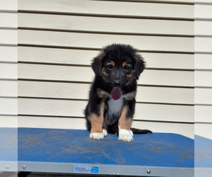 Australian Shepherd Puppy for sale in AMANDA, OH, USA