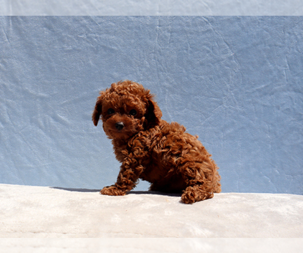 Medium Photo #9 Poodle (Toy) Puppy For Sale in LOS ANGELES, CA, USA