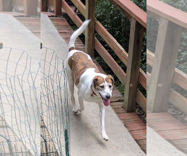 Medium Photo #12 Beagle-Unknown Mix Puppy For Sale in Dunnellon, FL, USA