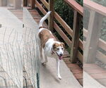 Small #11 Beagle Mix