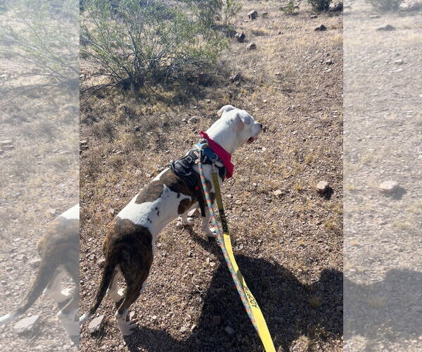 Medium Photo #19 American Pit Bull Terrier-Unknown Mix Puppy For Sale in phoenix, AZ, USA