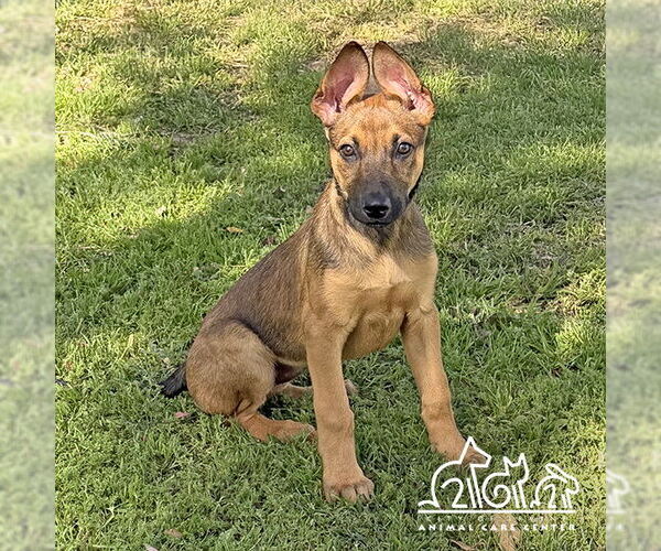 Medium Photo #1 Mutt Puppy For Sale in Irvine, CA, USA