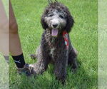 Small #5 Mutt