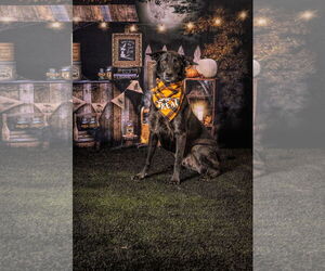 Labrador Retriever-Siberian Husky Mix Dogs for adoption in Carrollton, TX, USA