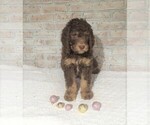 Small Photo #1 Poodle (Standard) Puppy For Sale in FREDERICKSBG, OH, USA