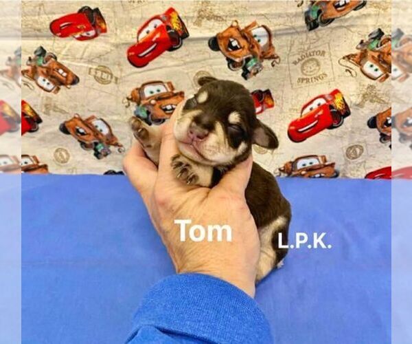 Medium Photo #1 Schnauzer (Miniature) Puppy For Sale in WINNSBORO, LA, USA